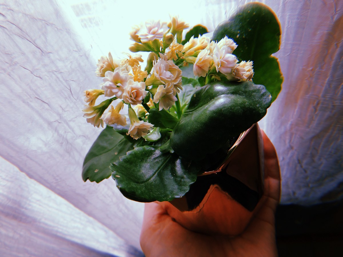 I Hear You, I Thank&nbsp;You